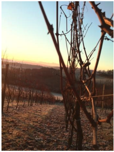 La vigne en Janvier