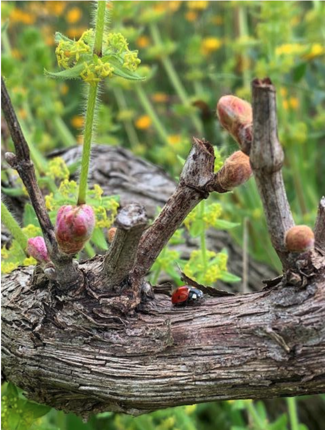 La vigne en Mars